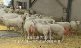 育肥羊爆料视频最新版,行业黑幕与真相大曝光